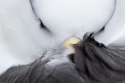 black browed albatross