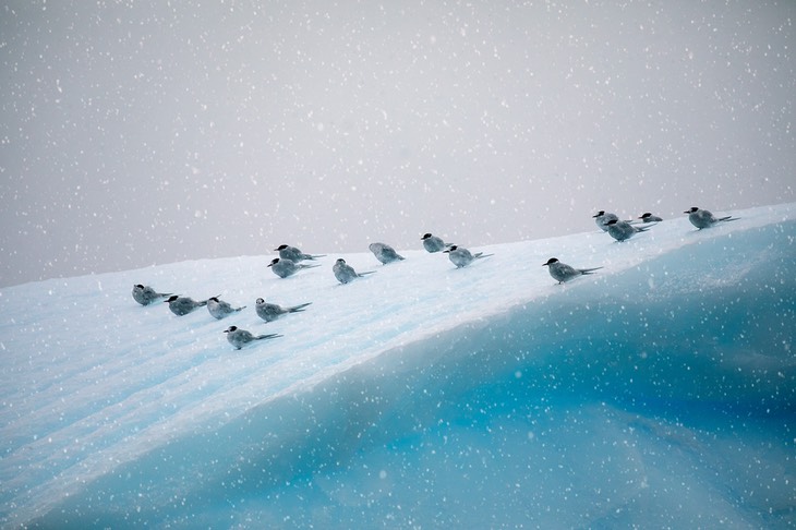 antarctic tern