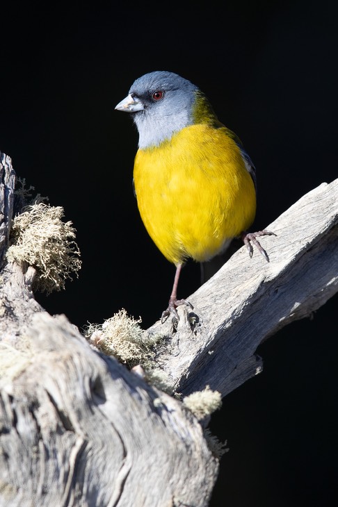 grey hooded sierra finch