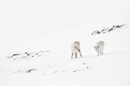 svalbard reindeer