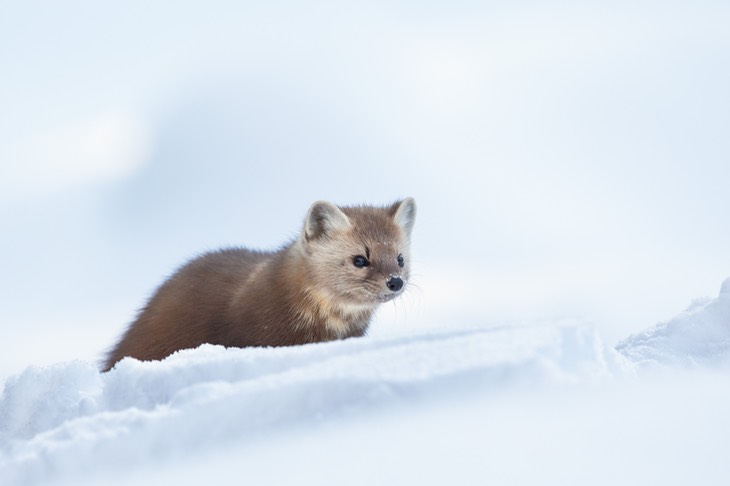 american pine marten