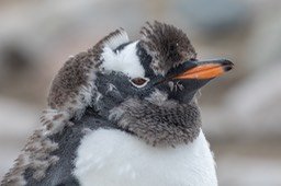 gentoo penguin