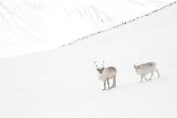 svalbard reindeer