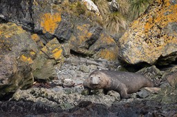 southern elephant seal