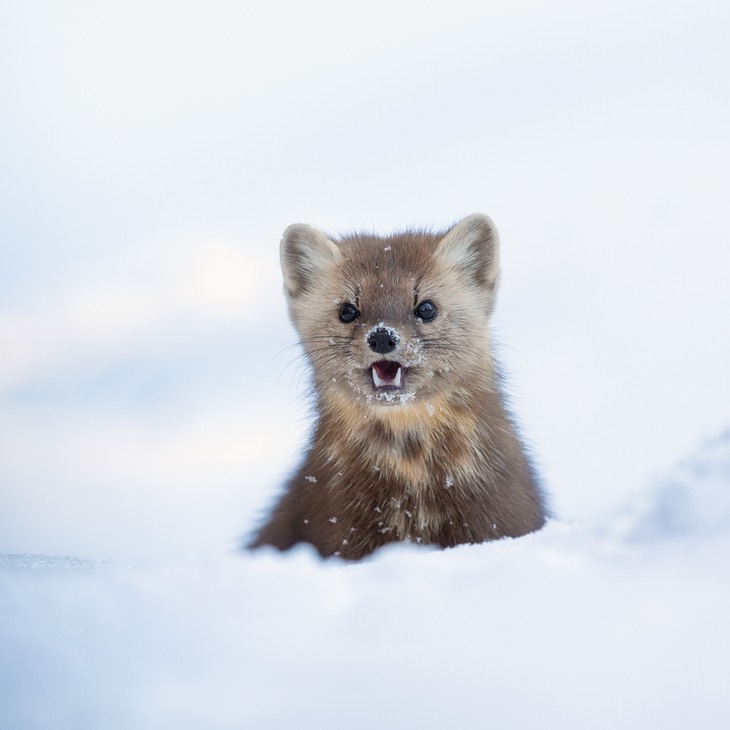 american pine marten