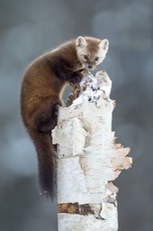 american pine marten