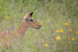 impala