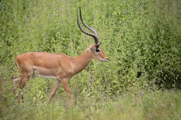 impala