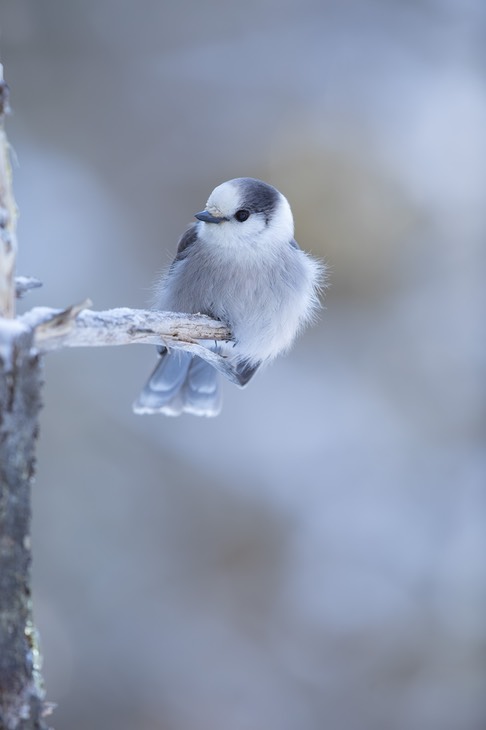 grey jay