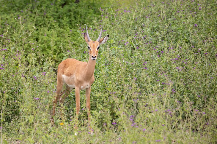 impala