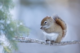 american red squirrel