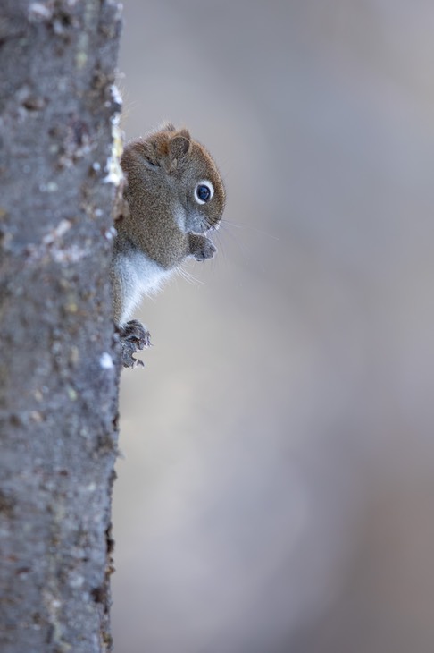 american red squirrel