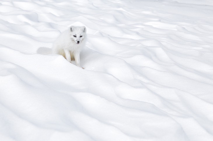 arctic fox