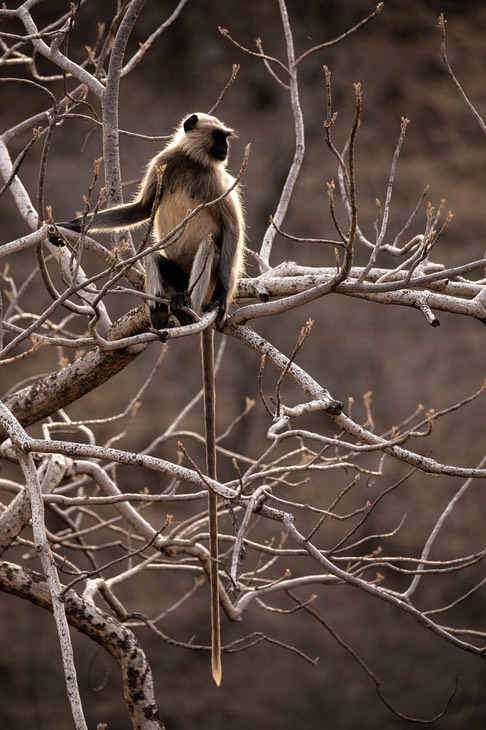 hanuman langur