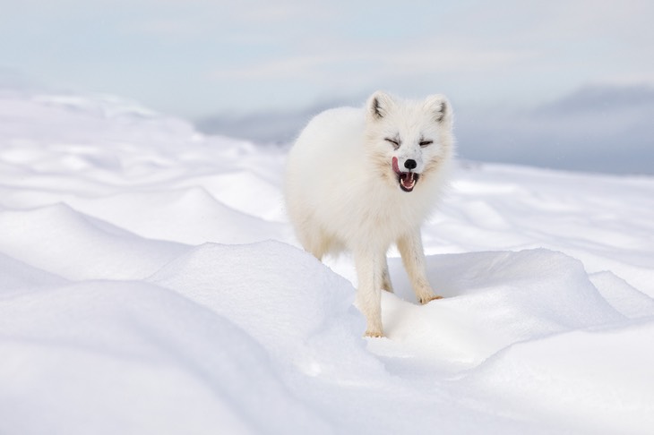 arctic fox