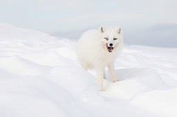 arctic fox