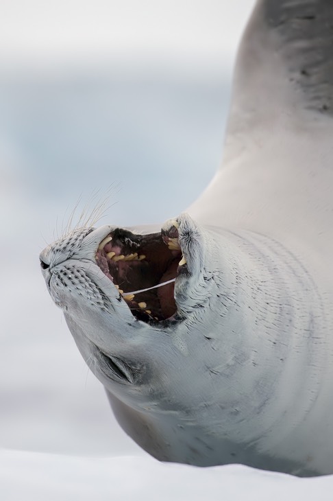 crabeater seal