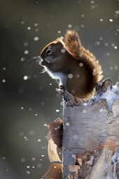 american red squirrel