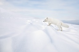 arctic fox