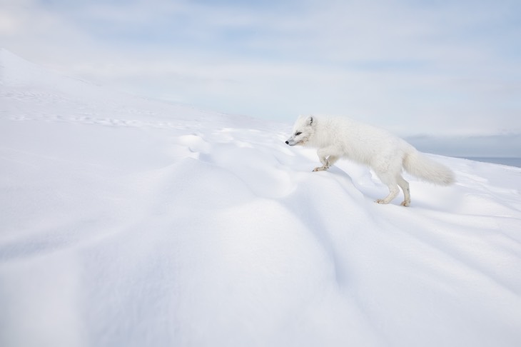 arctic fox