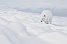 arctic fox