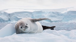 crabeater seal