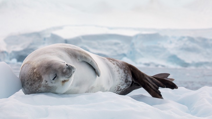 crabeater seal