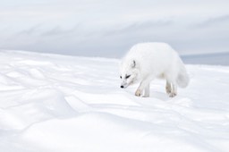 arctic fox