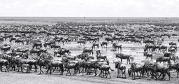 wildebeest