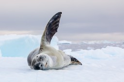 leopard seal