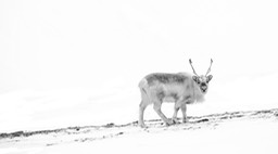 svalbard reindeer