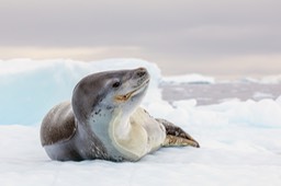 leopard seal