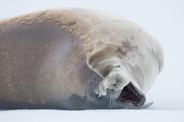 crabeater seal