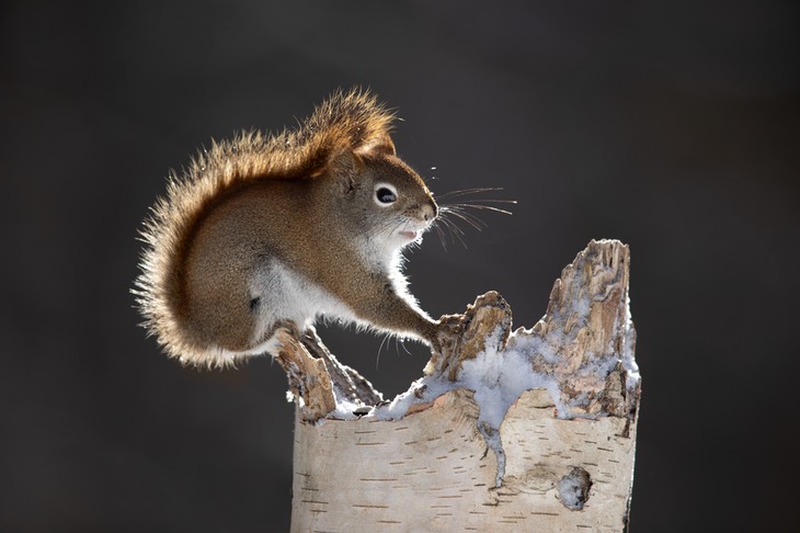 american red squirrel