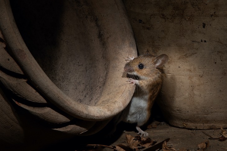 yellow necked mouse