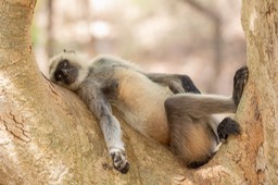 hanuman langur