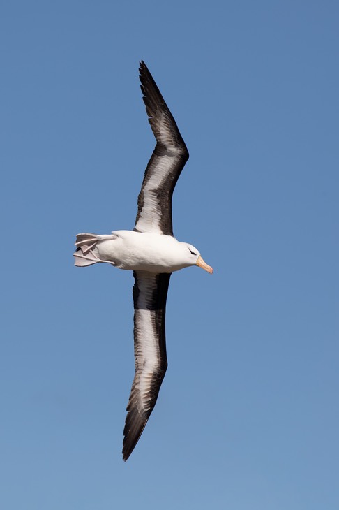 black browed albatross