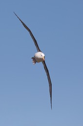 black browed albatross