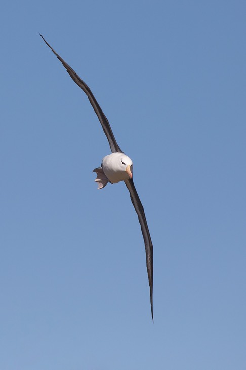 black browed albatross