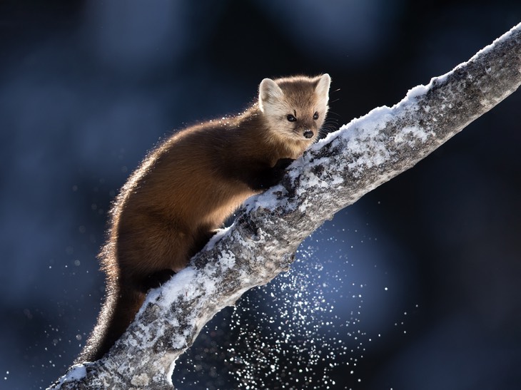 american pine marten