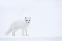 arctic fox