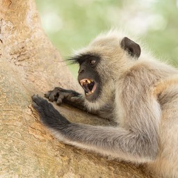 hanuman langur