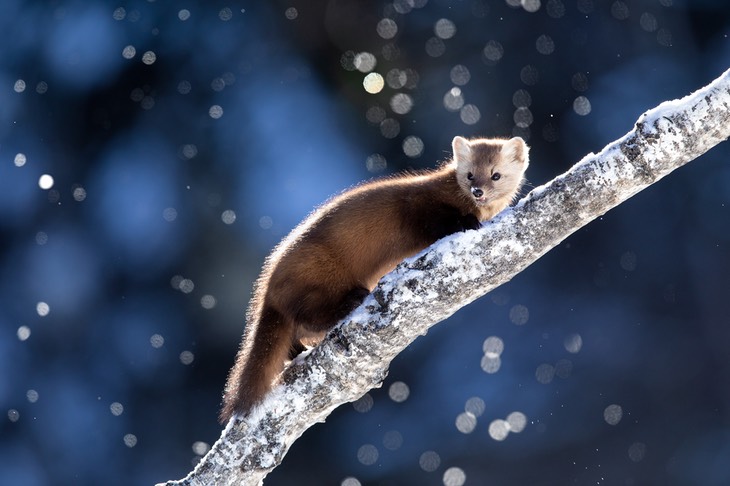 american pine marten