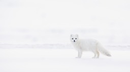 arctic fox