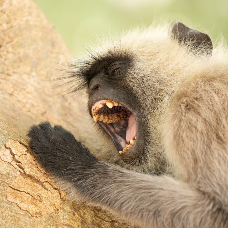 hanuman langur