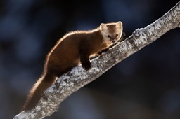 american pine marten