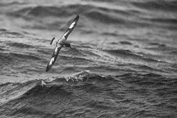 cape petrel