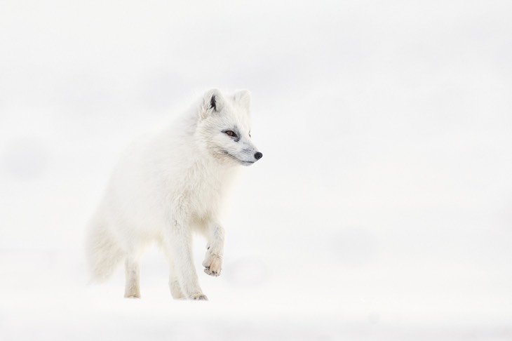 arctic fox