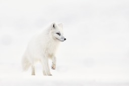 arctic fox