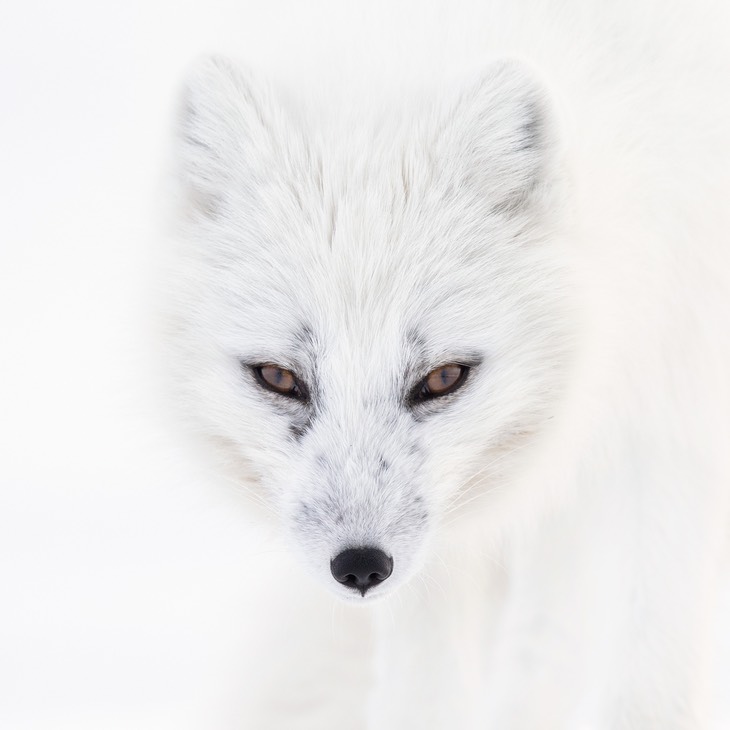 arctic fox